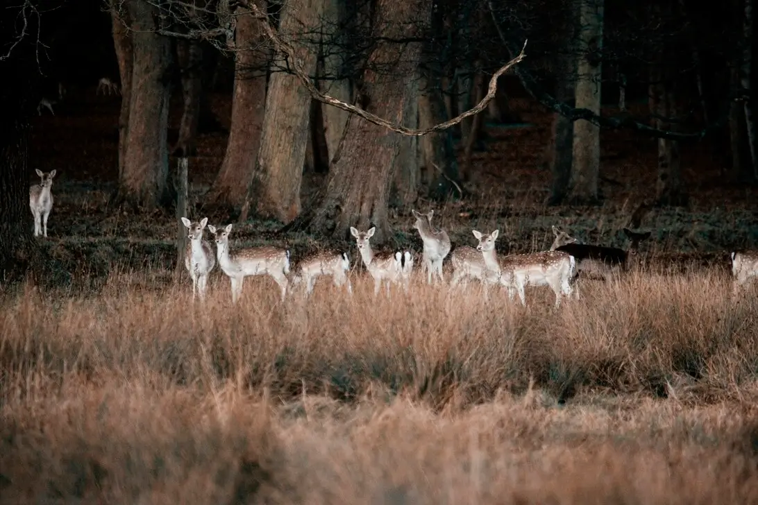Into the Woods: A Beginner's Guide to Deer Hunting